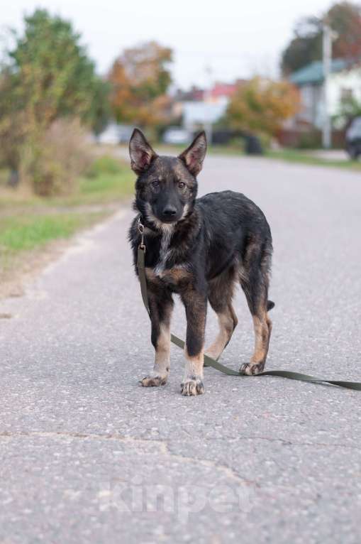 Собаки в других городах Владимирской области: Удивительный щенок Курт мечтает о доме и любящей семье! Мальчик, Бесплатно - фото 7
