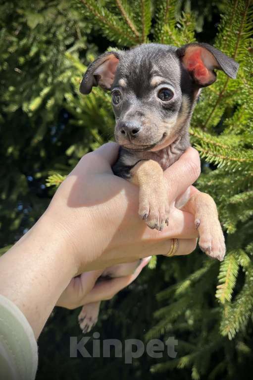 Собаки в Санкт-Петербурге: Щенок русского тоя Мальчик, 45 000 руб. - фото 2