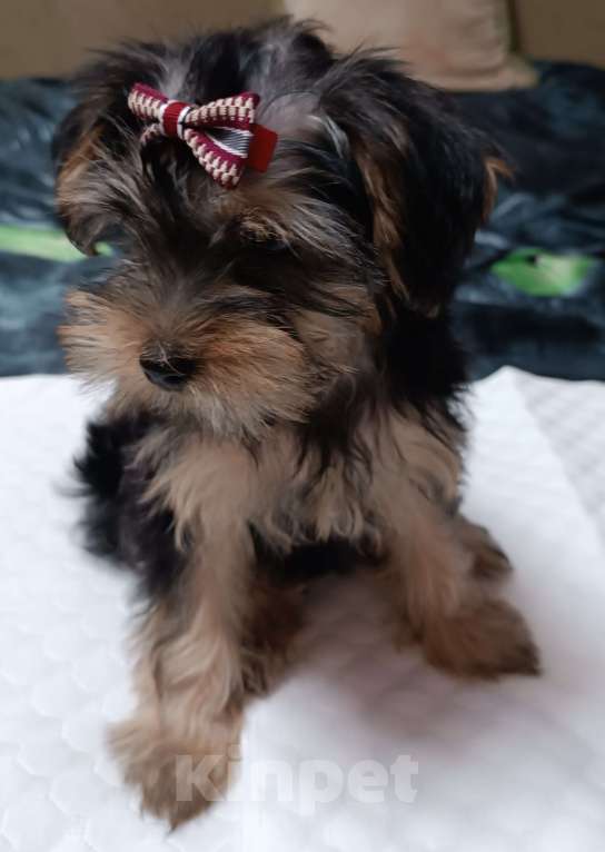 Собаки в Иркутске: Продажа щенка Йоркширский терьер  Девочка, 25 000 руб. - фото 2