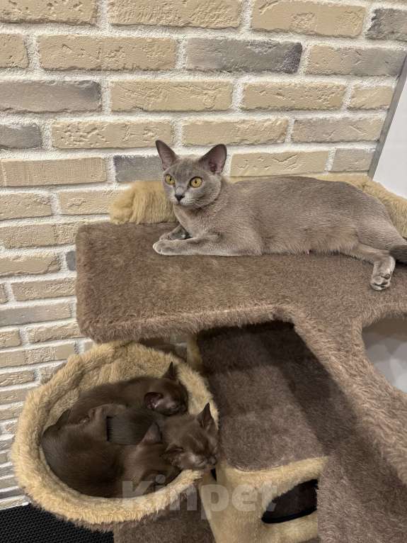 Кошки в Москве: Котенок-девочка европейская бурманская Девочка, 120 000 руб. - фото 8