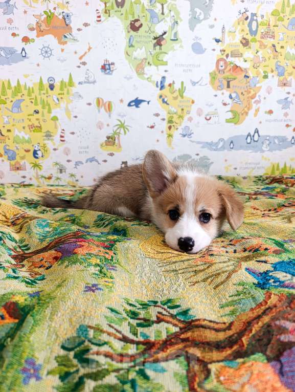 Собаки в Уфе: Корги пемброк Мальчик, 45 000 руб. - фото 2