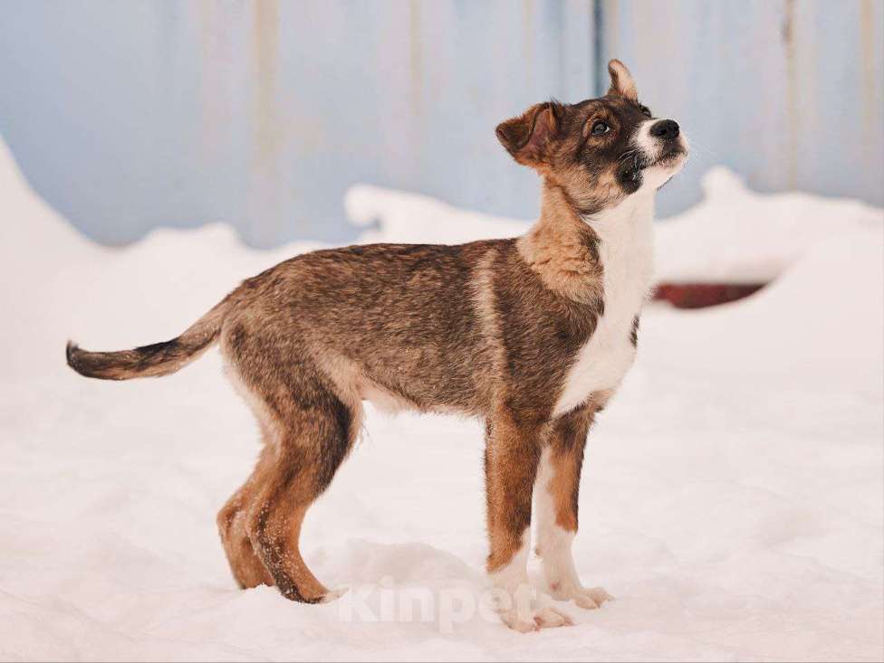 Собаки в других городах Московской области: Марио якутенок Мальчик, Бесплатно - фото 4