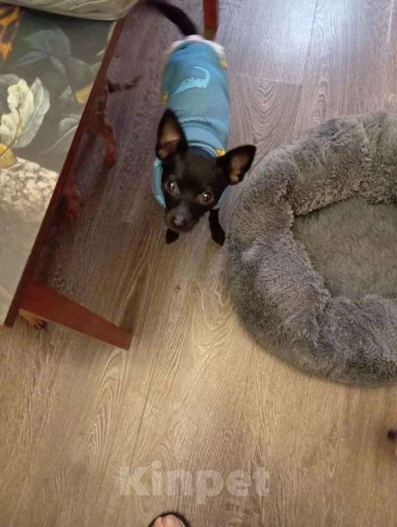 Собаки в Москве: Пиксель ищет дом Мальчик, Бесплатно - фото 1