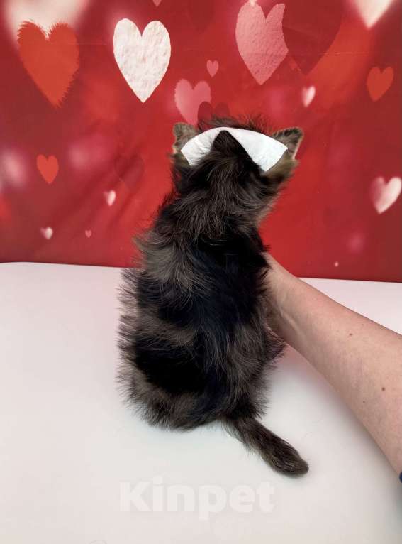 Собаки в Москве: Мраморный йорк мальчик стандарт игривый Мальчик, 50 000 руб. - фото 7