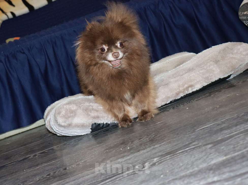 Собаки в Москве: Шоколадная девочка Девочка, 10 000 руб. - фото 8