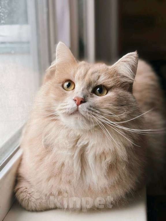 Кошки в Балашихе: Ерошка Мальчик, Бесплатно - фото 5