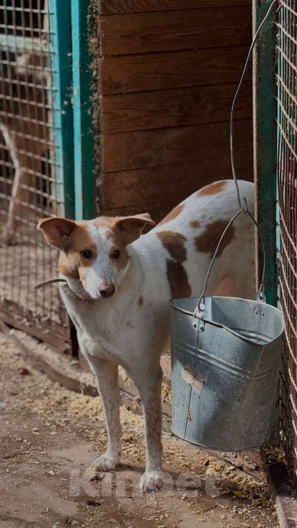 Собаки в Москве: Веснушка, девочка поцелованная солнцем Девочка, Бесплатно - фото 6