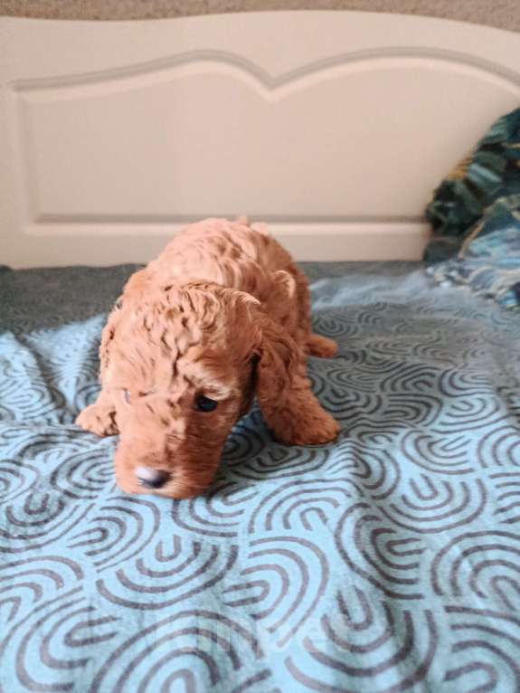 Собаки в Мытищах: Щенки миниатюрного пуделя Девочка, 100 000 руб. - фото 5