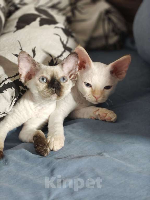 Кошки в Электростали: Мальчик Девон Рекс Мальчик, Бесплатно - фото 2