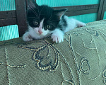 Кошки в Магнитогорске: Котята бесплатно Девочка, Бесплатно - фото 6