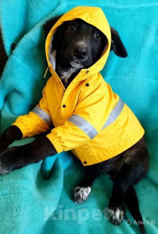 Собаки в Санкт-Петербурге: Маленькая красавица Мила ищет дом Девочка, Бесплатно - фото 6