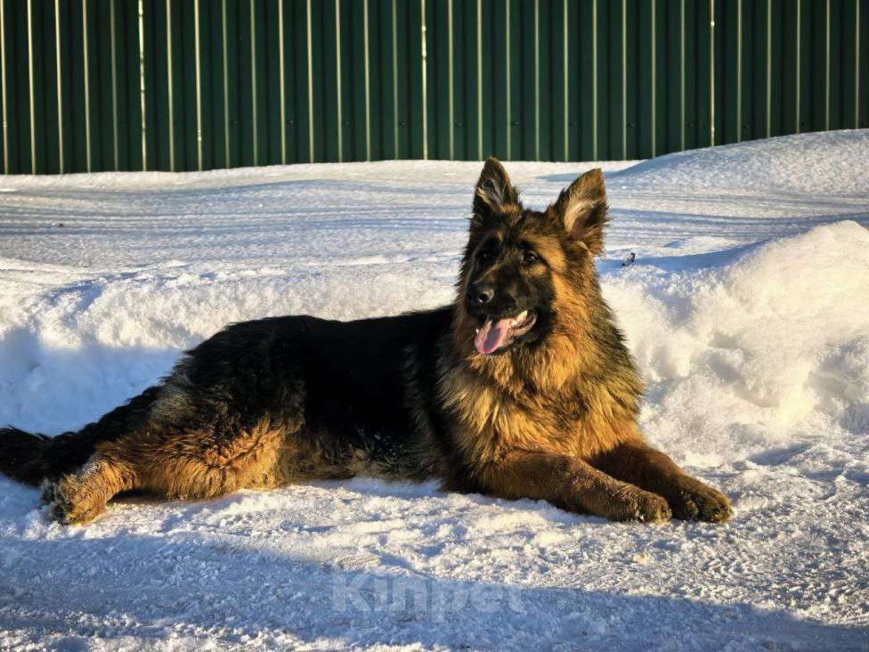 Собаки в Зарайске: Продам щенка немецкой овчарки д ш. Девочки Девочка, 70 000 руб. - фото 8