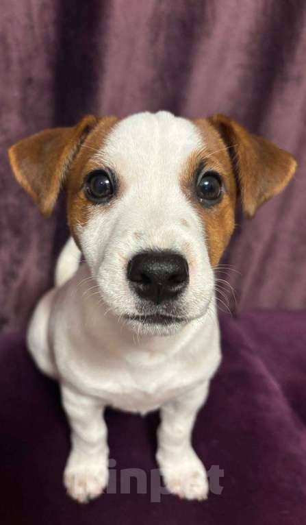 Собаки в Нижнем Новгороде: Продам щенка джек-рассел Мальчик, 25 000 руб. - фото 2