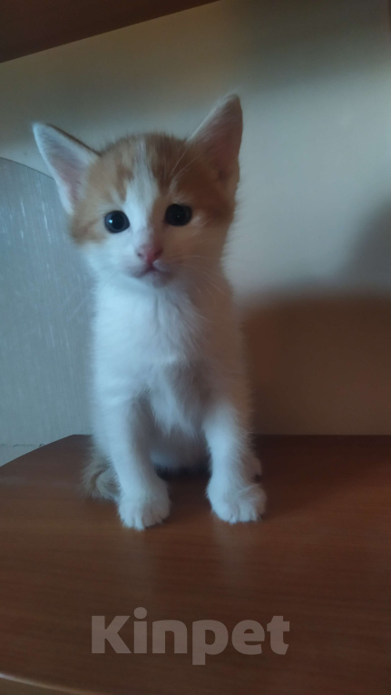Кошки в Санкт-Петербурге: Котенок Турецкий Ван Мальчик, Бесплатно - фото 2