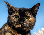 Кошки в Москве: Котенок Марта ищет дом Девочка, Бесплатно - фото 1