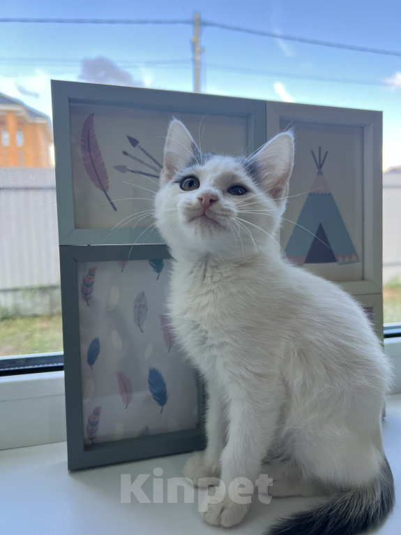 Кошки в Москве: Три маленьких котенка ищут своих родителей🐱 Разнополые, Бесплатно - фото 3