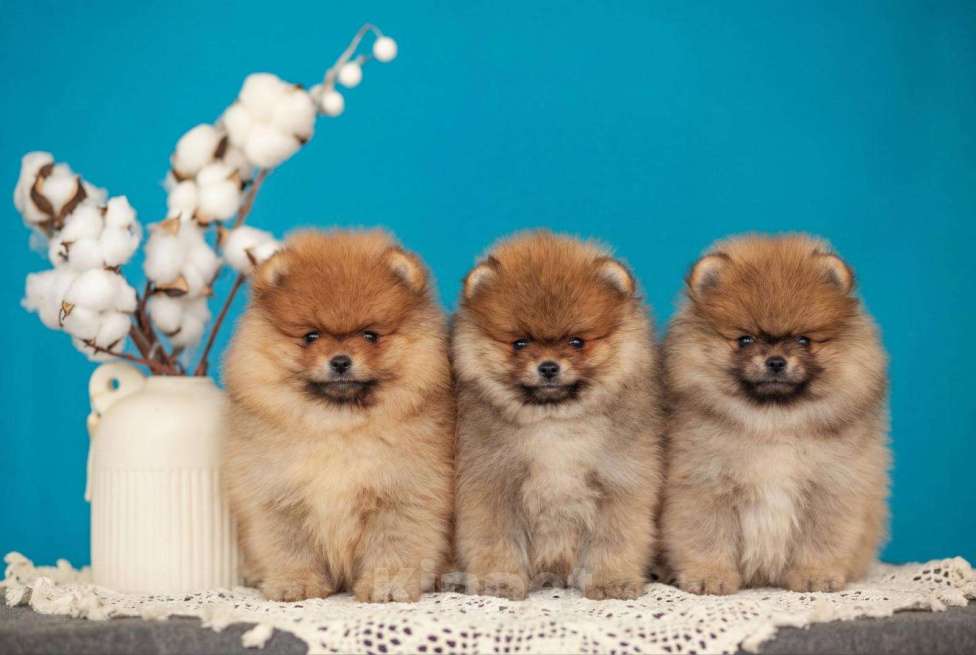 Собаки в Солнечногорске: Померанский шпиц Мальчик, 50 000 руб. - фото 1