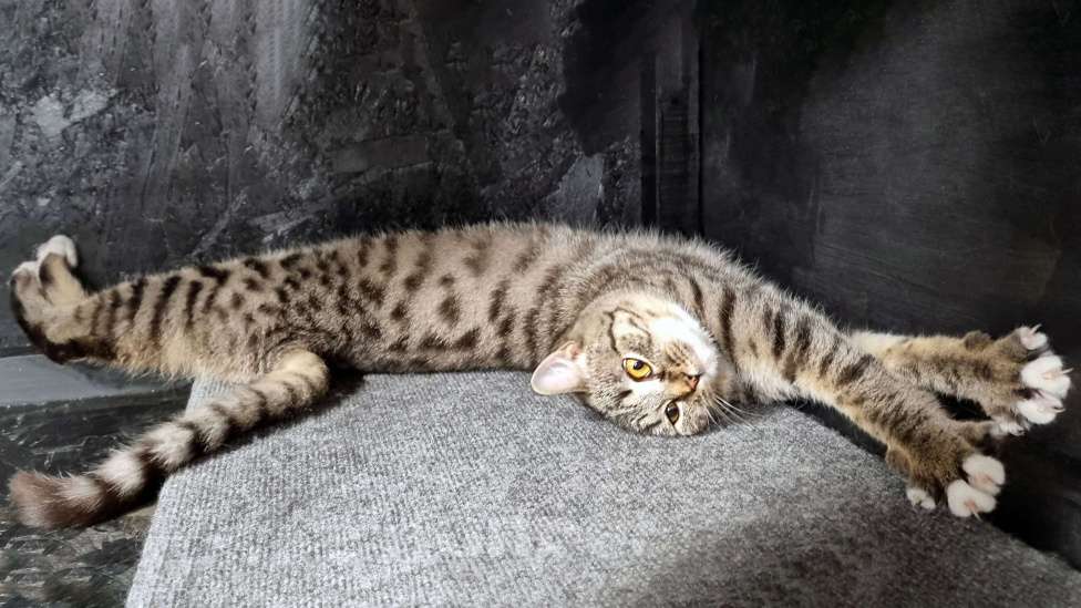 Кошки в Ставрополе: Коша в добрые руки. Девочка, Бесплатно - фото 5