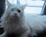Кошки в Мур: котята мейн кун, 3 000 руб. - фото 7