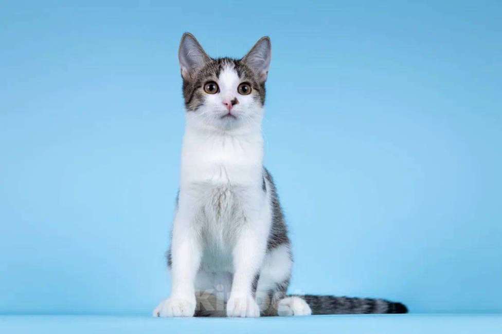 Кошки в Москве: Клёпа в добрые руки. Девочка, Бесплатно - фото 6