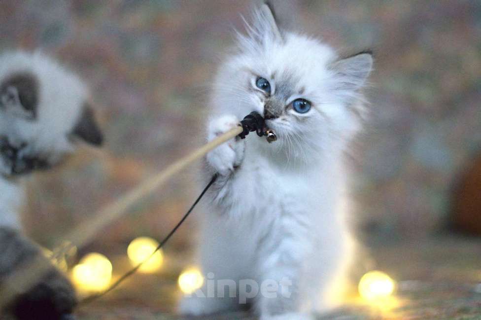 Кошки в Санкт-Петербурге: невский маскарадный котенок Девочка, 60 000 руб. - фото 3