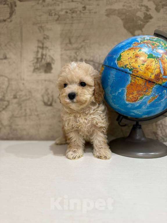 Собаки в Москве: Мальтипу мини Мальчик, 130 000 руб. - фото 2