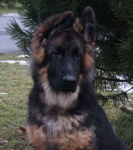 Собаки в Санкт-Петербурге: Щенок длинношерстной немецкой овчарки Мальчик, 60 000 руб. - фото 3