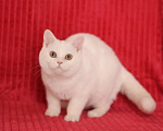 Кошки в Магнитогорске: Nike Marshmallow  Мальчик, Бесплатно - фото 1