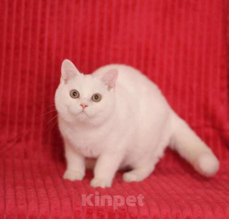 Кошки в Магнитогорске: Nike Marshmallow  Мальчик, Бесплатно - фото 1