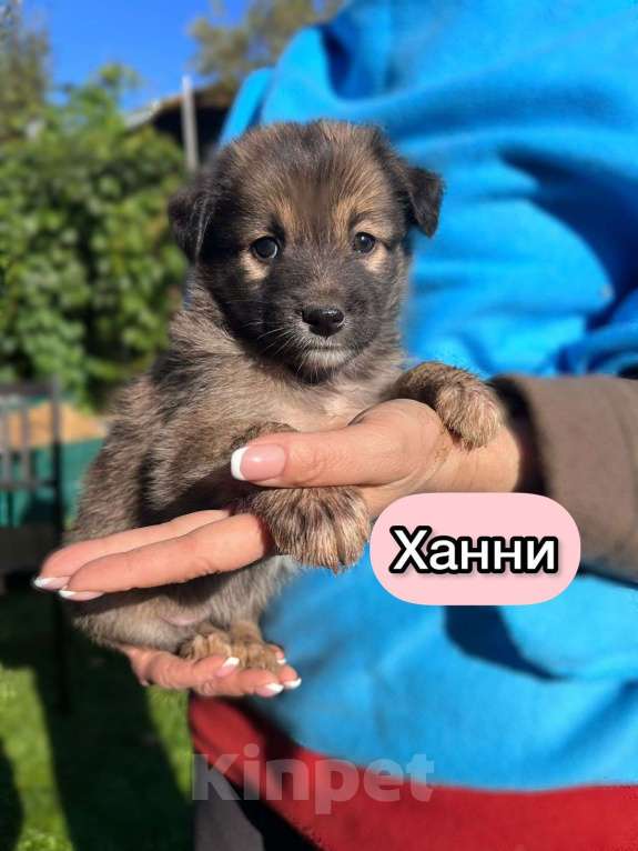 Собаки в Москве: Необыкновенной красоты щенки ищут свой дом Мальчик, 1 руб. - фото 8