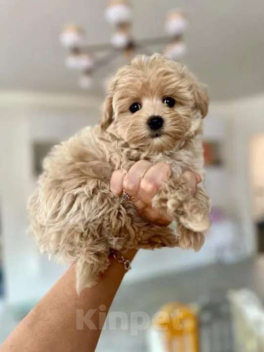 Собаки в Москве: Щеночки Мальтипу f1 девочки и мальчики Мальчик, Бесплатно - фото 6
