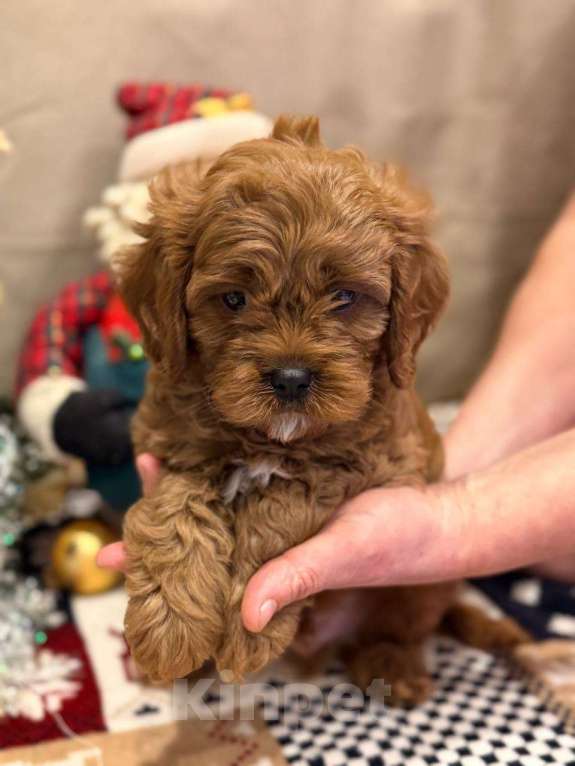 Собаки в Москве: Кавапу мальчик Мальчик, 85 000 руб. - фото 5