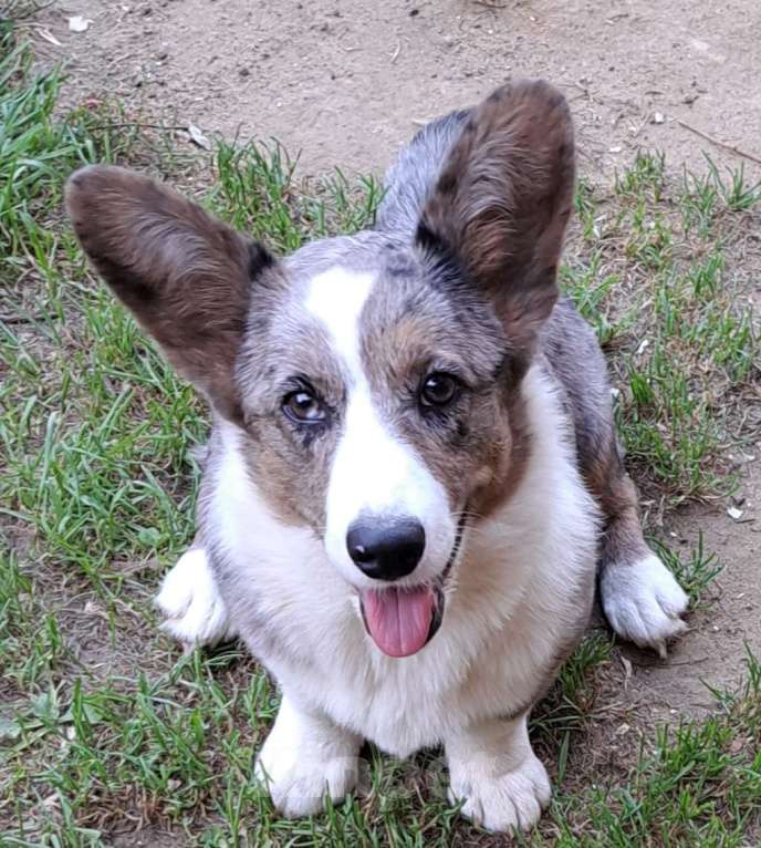 Собаки в Москве: Загадочная Нимфа Девочка, 40 000 руб. - фото 3
