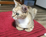 Кошки в Одинцово: Отдадим кошку в добрые руки Девочка, Бесплатно - фото 10