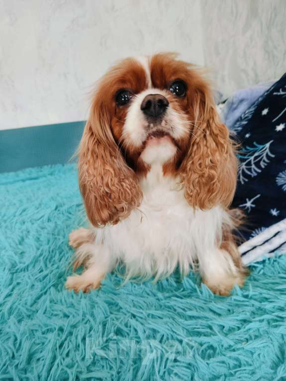 Собаки в Воронеже: Девочка окраса бленхейм Девочка, 50 000 руб. - фото 1