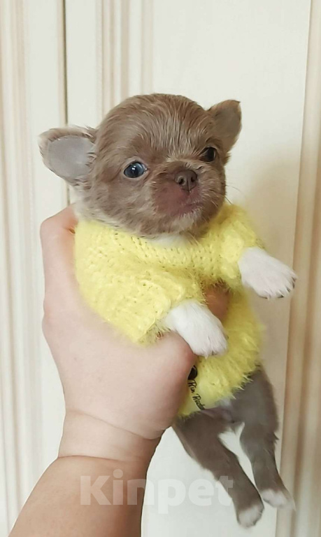 Собаки в Новосибирске: Девочка Чихуахуа Девочка, Бесплатно - фото 1