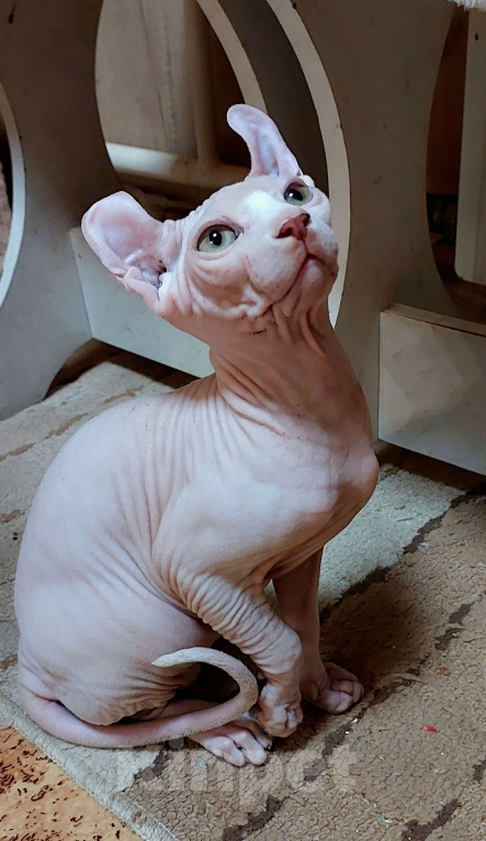 Кошки в Улане-Удэ: белый эльфик Мальчик, 16 000 руб. - фото 3