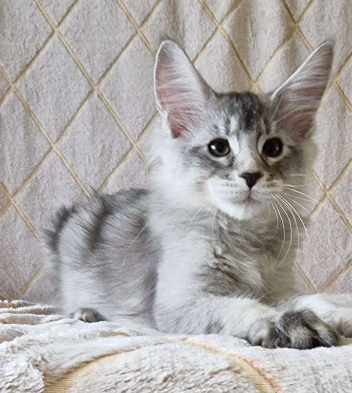 Кошки в Москве: Тикированный мальчик Мальчик, 60 000 руб. - фото 2