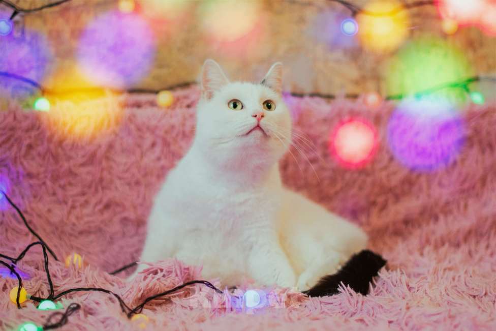 Кошки в Нижнем Новгороде: Кошечка Понка в добрые руки Девочка, Бесплатно - фото 3