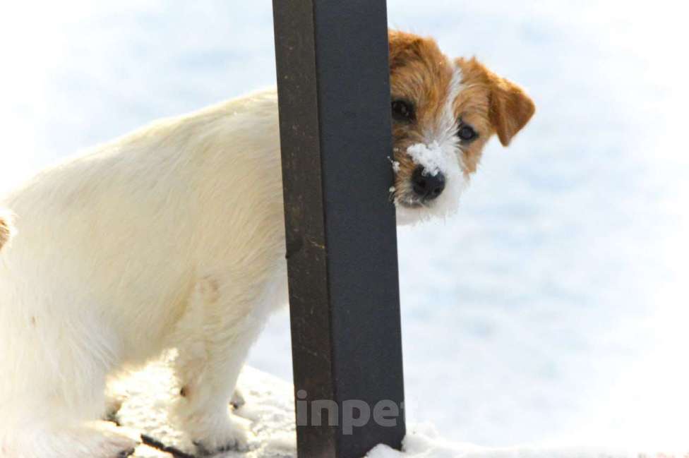 Собаки в Москве: Миниатюрная девочка Джек Рассел терьера  Девочка, 45 000 руб. - фото 8
