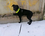 Собаки в Чехове: Метис курцхаара и овчарки Мальчик, Бесплатно - фото 2