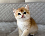 Кошки в Тюмени: Котята Британская золотая шиншилла Мальчик, 40 000 руб. - фото 5