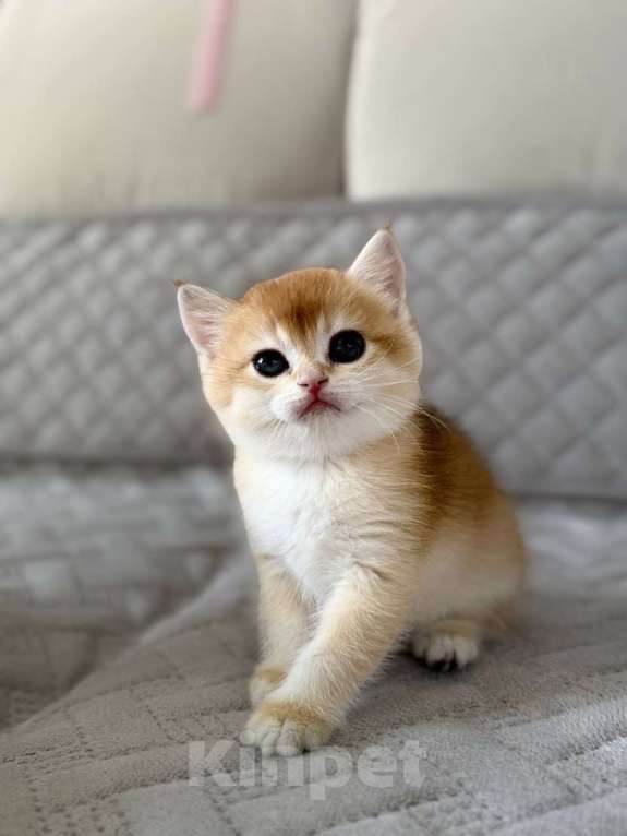 Кошки в Тюмени: Котята Британская золотая шиншилла Мальчик, 40 000 руб. - фото 5