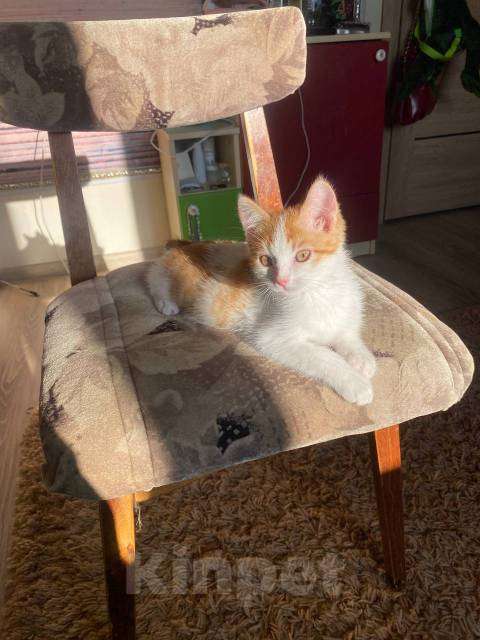 Кошки в Тюмени: Солнечные малыши ищут дом Мальчик, Бесплатно - фото 2