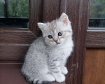 Кошки в Москве: Шотландские котята Мальчик, 5 000 руб. - фото 2