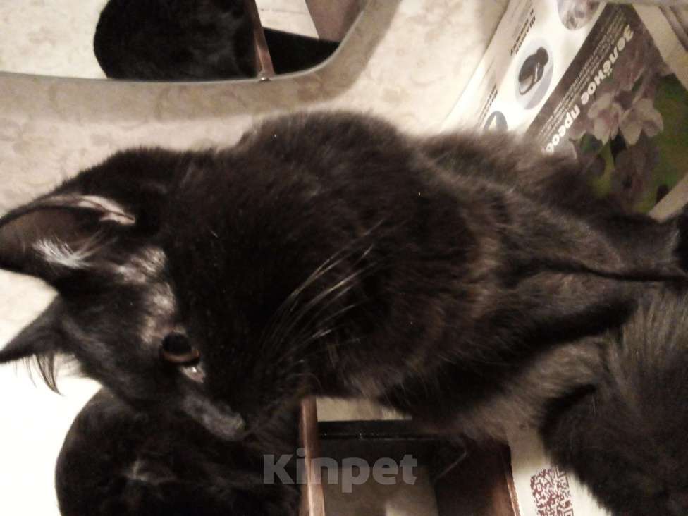 Кошки в Москве: 🟢 ( Холмик )  –  Благородный  и  верный  домашний  кот  ищет  спутницу-кошечку  и  любящих  хозяев Мальчик, Бесплатно - фото 5