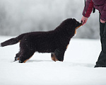 Собаки в Москве: Щенки бернского зенненхунда из питомника Девочка, Бесплатно - фото 4