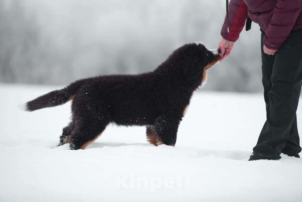 Собаки в Москве: Щенки бернского зенненхунда из питомника Девочка, Бесплатно - фото 4