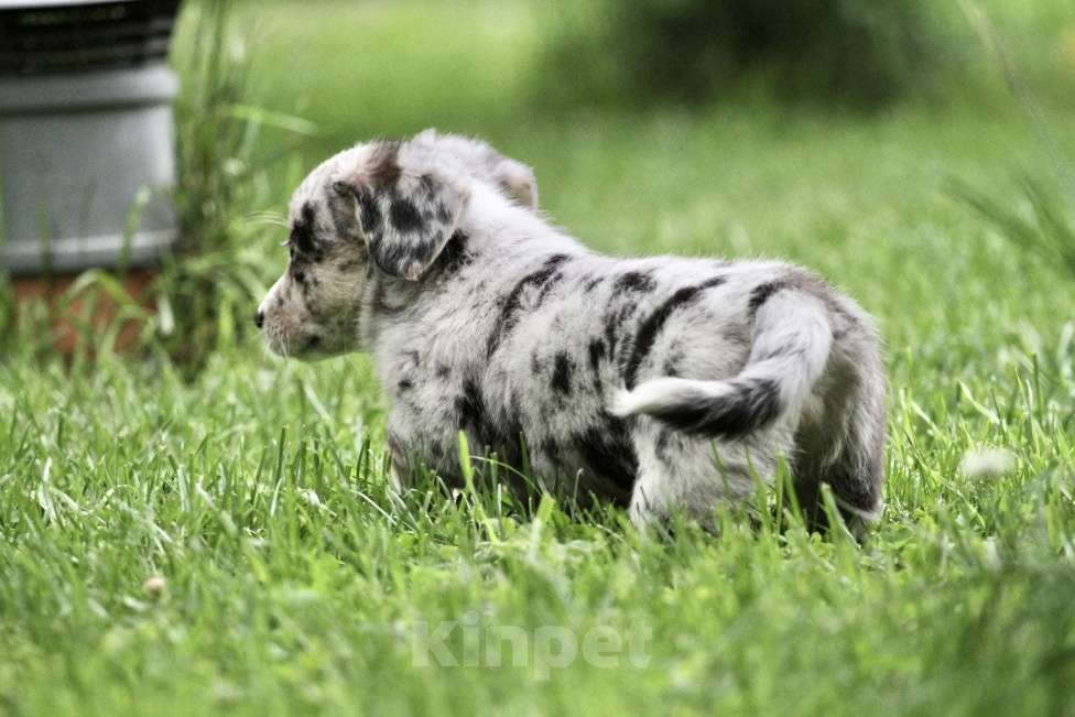Собаки в Москве: Девочка вельш корги кардиган Девочка, 80 000 руб. - фото 4