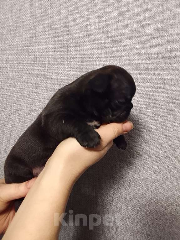 Собаки в других городах Московской области: Французский бульдог Девочка, 30 000 руб. - фото 2